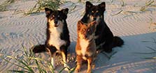 Tre hundar på resa