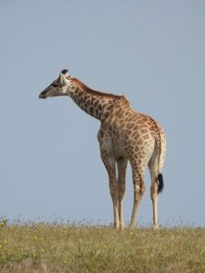 Giraffkille