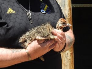 Babyostrich i trygga händer