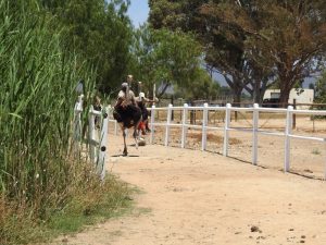 Ostrich-race: de kommer från starten...