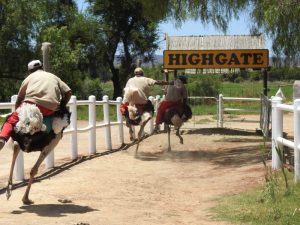 Ostrich-race: målgången! 