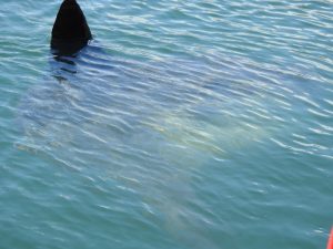 Sunfish/Klumpfisk! Vilken höjdarupplevelse!