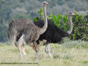 Paret Ostrich