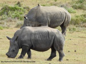 The Rhino Gang