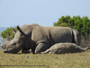 Baby Rhino sover middag bredvid mamma