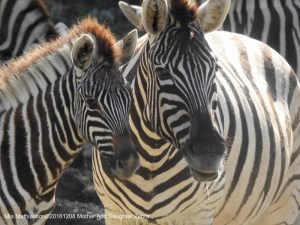 Mamma och dotter Zebra