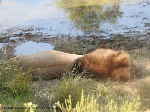 Stora lejonhanen ligger utslagen vid vattenhålet: delat en Gnu med polaren!